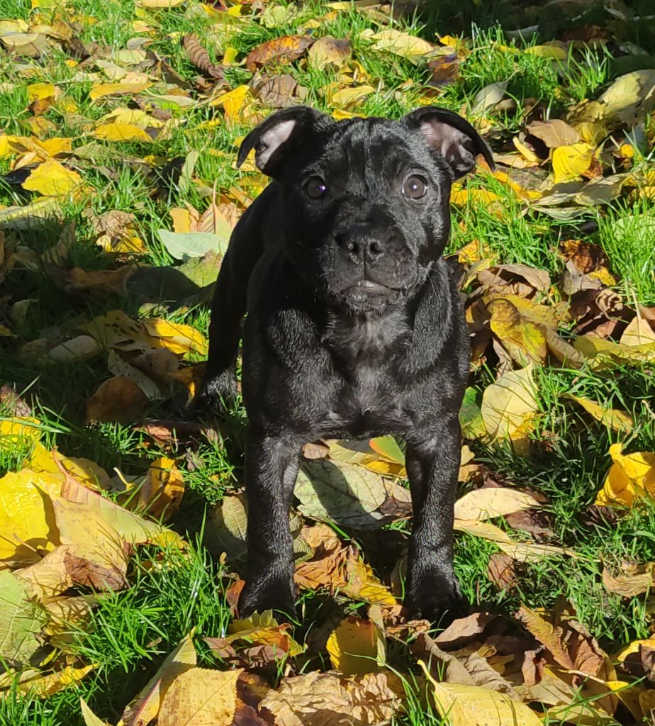 du domaine de la crequoise - Chiots disponibles - Staffordshire Bull Terrier